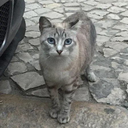 Apartment The Grandparents'house Ii Lissabon