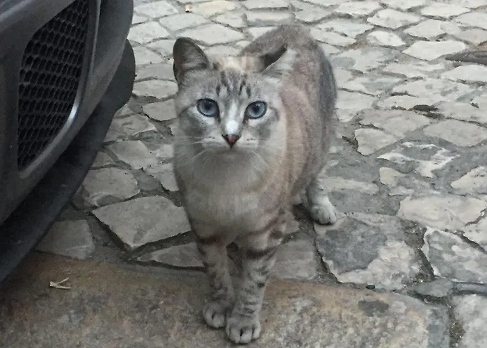 Apartment The Grandparents'house Ii Lisbon